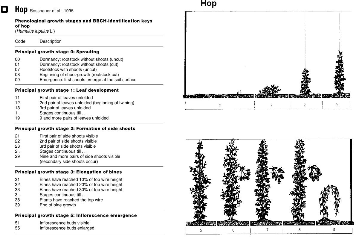 Hop growth stage chart.